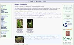 mozambiqueflora.com home page